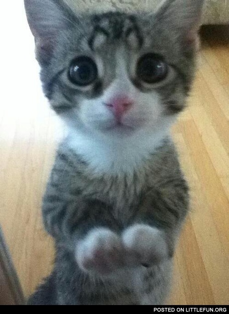 Cutest cat ever.