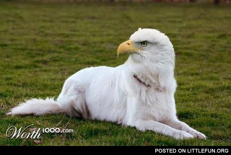 Eagledog.