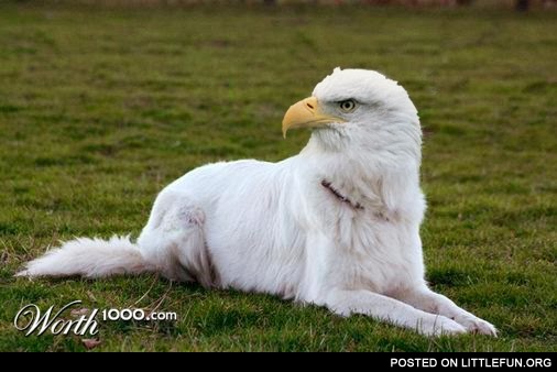 Eagledog.