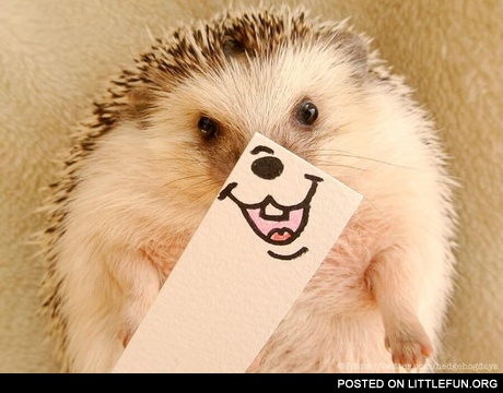 Smiling hedgehog Marutaro.