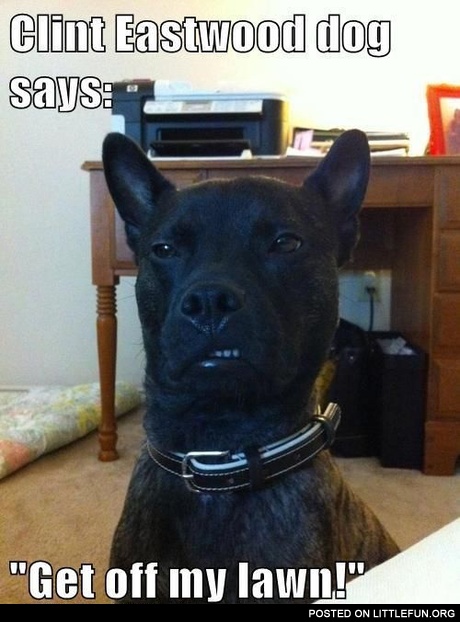 Clint Eastwood dog says: Get off my lawn!