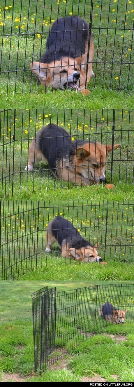 So close. Smartest dog on the planet.