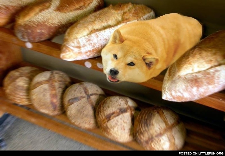 Loaf doge