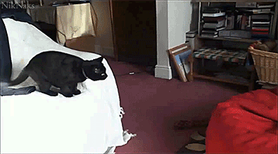 Cat jumping onto bean bag.
