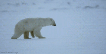 Polar bear hunting fail.