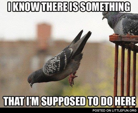 Funny pigeon. I know there is something that I'm supposed to do here.