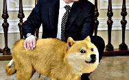 Putin with doge gif.
