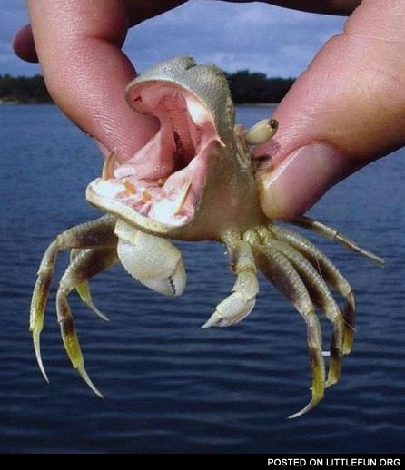 Hippo crab