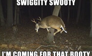 Swiggity swooty i'm coming for that booty. Deer.