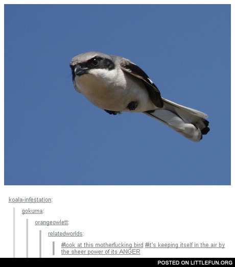 Look at this motherf**king bird. It's keeping itself in the air by the sheer power of its anger.