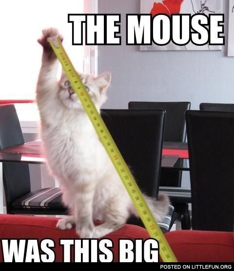 The mouse was this big.