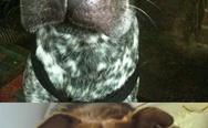 Dogs with bee-stung noses.