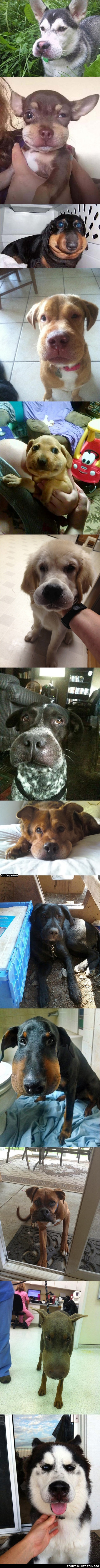 Dogs with bee-stung noses.