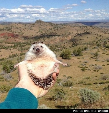 Happy hedgehog Biddy.