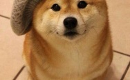 Doge in the hat. Such wow, much stylish.