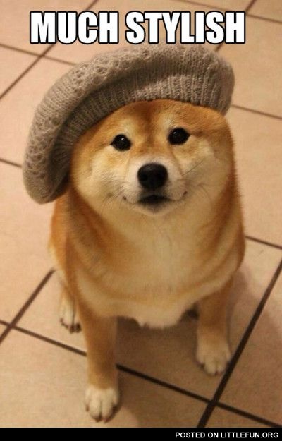 Doge in the hat. Such wow, much stylish.