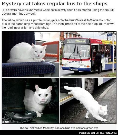Mystery cat takes regular bus to the shops.