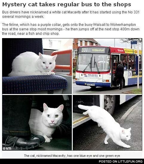 Mystery cat takes regular bus to the shops.