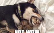 Not wow. Dog biting the cat's head.