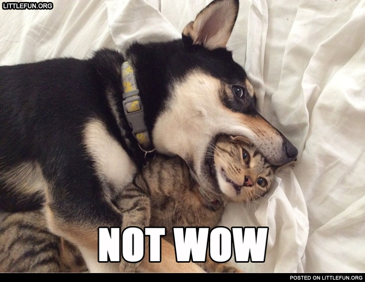 Not wow. Dog biting the cat's head.
