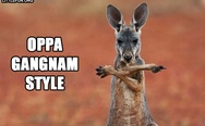Oppa gangnam style. Kangaroo style.