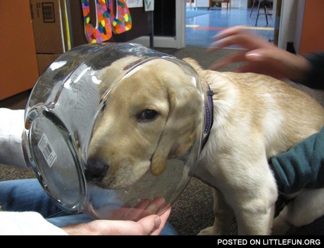The cookie thief at the vet.