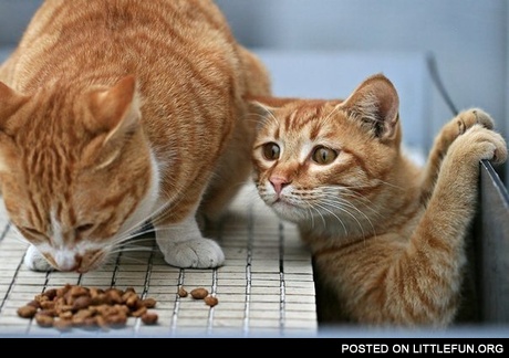 Whatcha eating there buddy? Would you share with me?