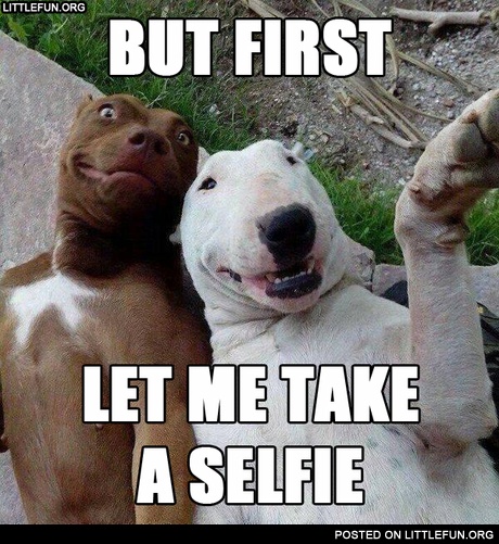 But first, let me take a selfie. Dogs.