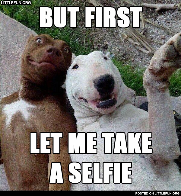But first, let me take a selfie. Dogs.