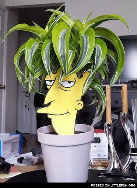 Sideshow Bob plant.