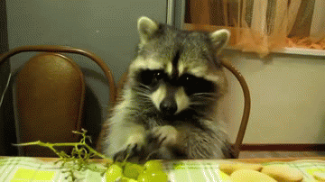 Raccoon eating a grape.