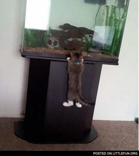 Little hunter. Cat watching the fish in aquarium.