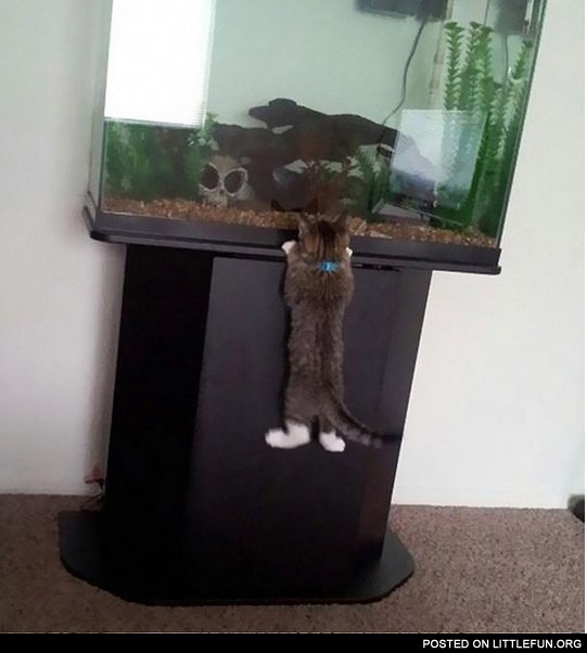 Little hunter. Cat watching the fish in aquarium.