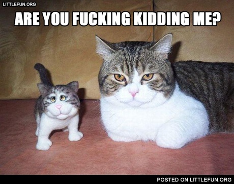Are you f**king kidding me? A cat and his clone toy.
