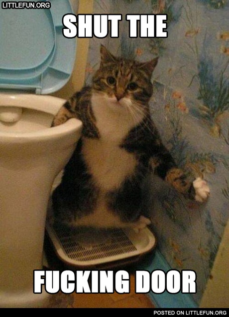 Shut the f**king door. Cat in the toilet.
