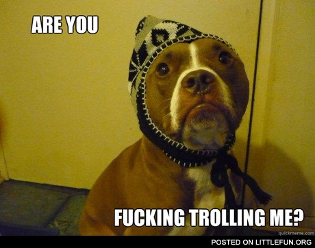 Are you f**king trolling me? Dog in the hat.
