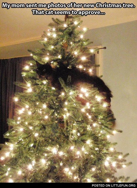 My mom sent me photos of her new Christmas tree. That cat seems to approve.