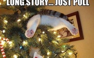 Long story, just pull. Christmas cat.