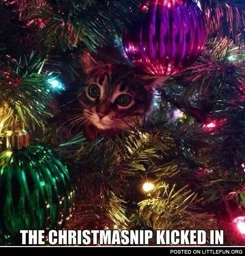 Th christmasnip kicked in.