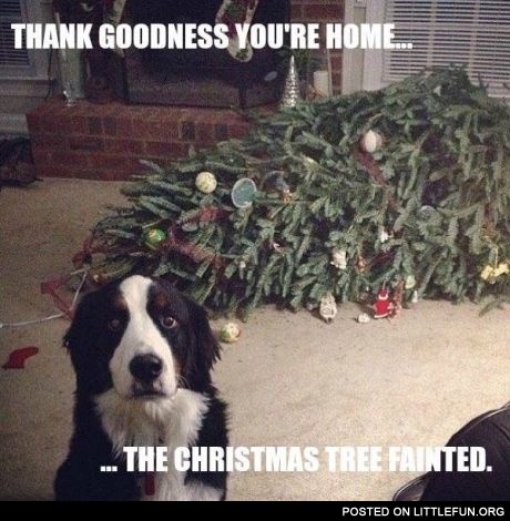 Thank Goodness you're home. The Christmas tree fainted.