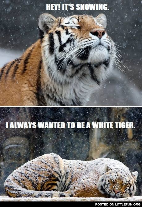 Hey! It's snowing. I always wanted to be a white tiger.