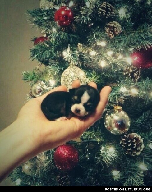 Christmas puppy.