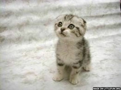 Sad Cat: , 